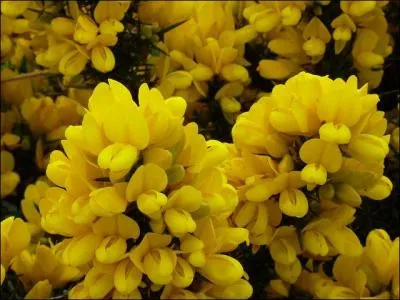 Au printemps, l'Irlande du Nord devient toute jaune. Quel est le nom de cet arbuste flamboyant ?