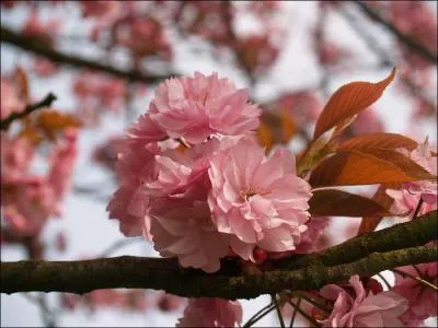 Cet arbre perd facilement ses fleurs qui forment un magnifique tapis de fleurs à sa base. Il se nomme...
