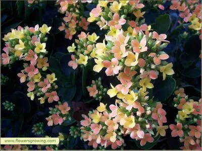 Cette plante se retrouve inévitablement chez les fleuristes. Certaines espèces ont plus de quatre pétales. Quelle est-elle ?