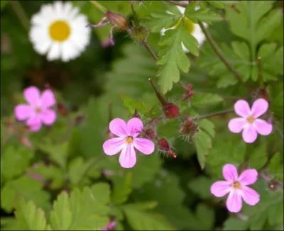 Cette plante est très connue sur les balcons ; elle est également nommée "herbe à Robert". C'est un(e) ...