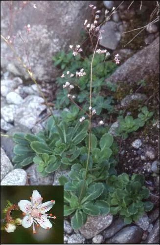 Cette fleur est si petite... Son nom est...