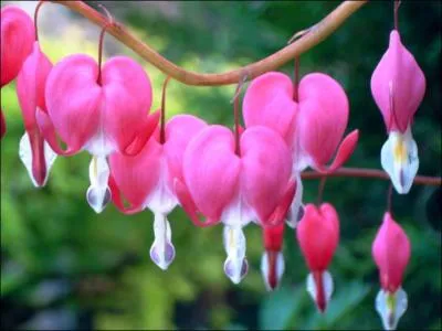 Si jolie et si romantique, cette plante a comme nom...