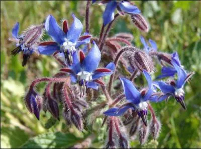 Ne vous étonnez pas de la retrouver dans votre assiette, elle est comestible mais n'a pas beaucoup de goût ! Quel est le nom de cette plante ?