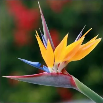 Cette fleur surprenante a un nom assez élégant, lequel ?