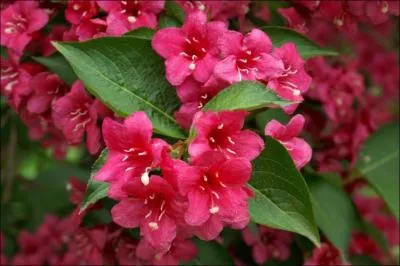 Taillée en boule au milieu d'une pelouse elle rend très bien. Quelle est cette plante ?