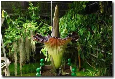 Quel est le nom de cette fleur ?