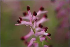 Quel est le nom de cette fleur ?