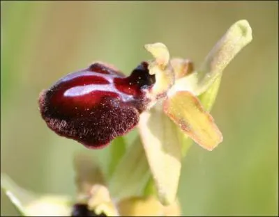 Quel est le nom de cette fleur ?