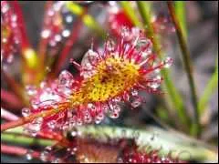 Quel est le nom de cette fleur ?