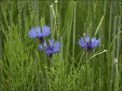 Cette fleur signifie quelque chose, mais quoi ?