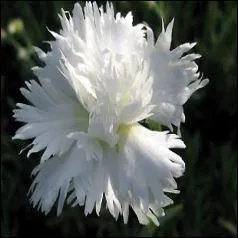 Cette fleur signifie quelque chose, mais quoi ?