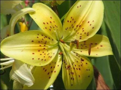 Connaissez-vous la signification de cette fleur ?