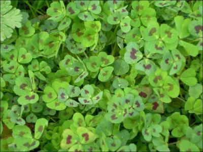 Cette fleur signifie quelque chose, mais quoi ?