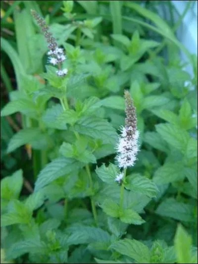 Connaissez-vous la signification de cette fleur ?
