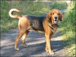 Quelle est la race de ce chien ?