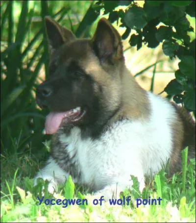 Quelle est la race de ce chien ?