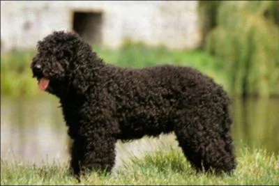 Quelle est la race de ce chien ?