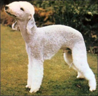 Quelle est la race de ce chien ?