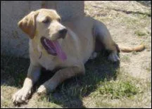 Quelle est la race de ce chien ?