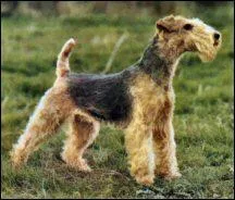 Quelle est la race de ce chien ?