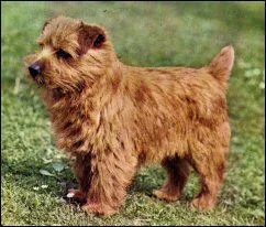 Quelle est la race de ce chien ?