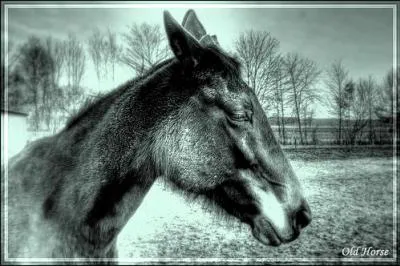 Aprs ce grand saut le cheval :