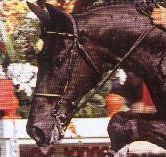 Quiz Chevaux