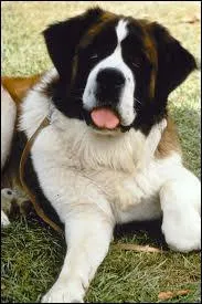 En 1991, dans un film de Brian Levant, un chien porte le nom d'un musicien :