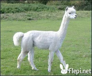 Quel est cet animal ?