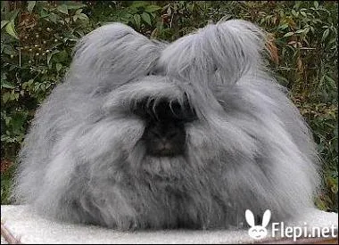 Quel est cet animal ?