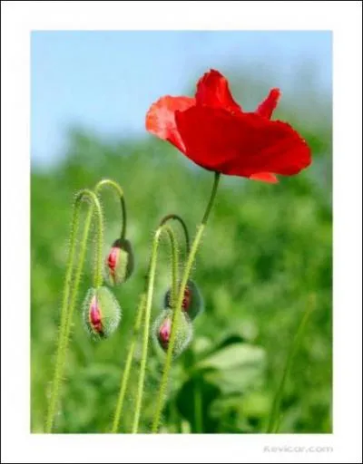 Saviez vous que... (vrai ou faux)