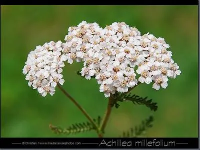 Achille, hros de l'Illiade, aurait utilis une plante nomme l'achille, mais pour quoi faire ?
