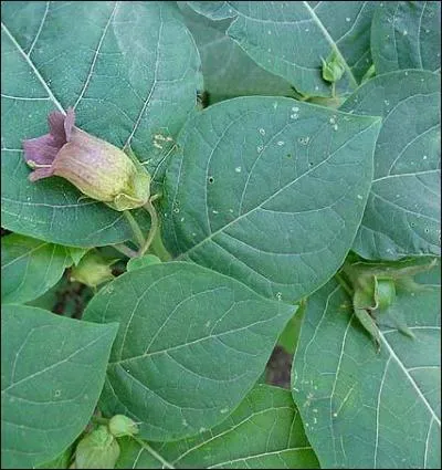 La belladone mise en bouquet  la fentre d'une demoiselle signifiait ...