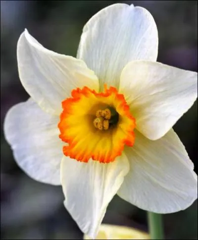 Le narcisse est une magnifique fleur au coeur jaune, saviez vous que... (vrai ou faux)