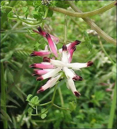 Est-il vrai que la 'fumeterre' se nomme ainsi par ce que son jus , venant de la terre, irrite les yeux comme de la fume ?