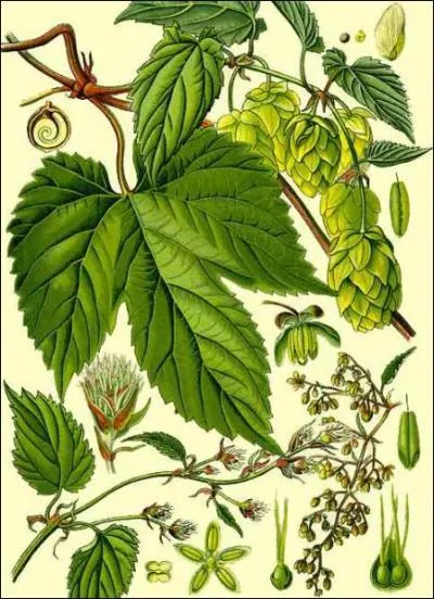 Il parat que le houblon symbolise en France ...