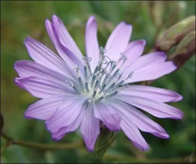 Comment se nomme cette plante ?