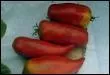 Nom de cette tomate :