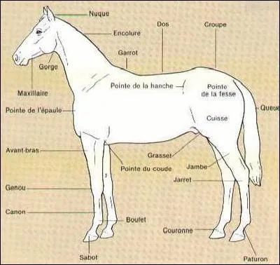 Quelle est la partie qui permet de mesurer un cheval ou un poney ?