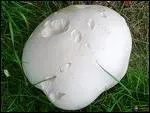 Quel est ce champignon ?