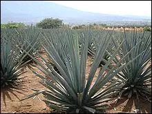 Lequel de ces alcools n'est pas ralis  base d'Agave ?