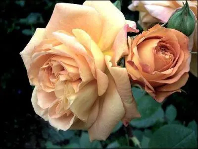 J'ai une passion pour la culture des roses.