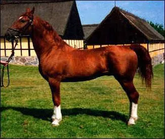 Compltez la race de cheval : Le fre... ... .org :