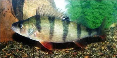 Quel est ce poisson ?