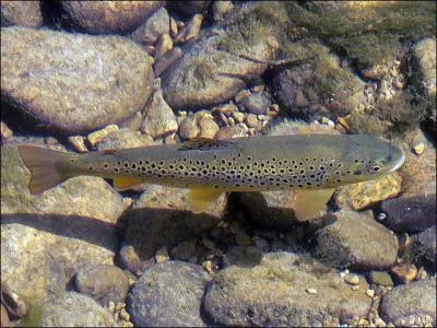 Quel est ce poisson ?