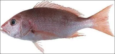 Quel est ce poisson ?