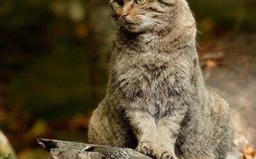 Quiz Felins