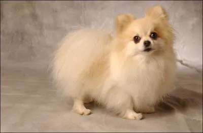 Qui est ce petit chien ?