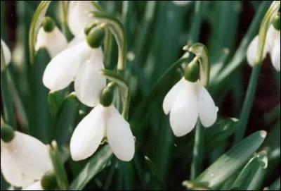 Quelle est cette fleur ?