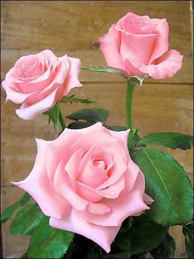 Quelle est cette fleur ?